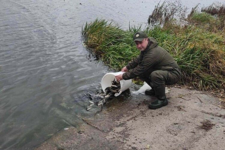У водосховище на Волині запустили близько тонни риби