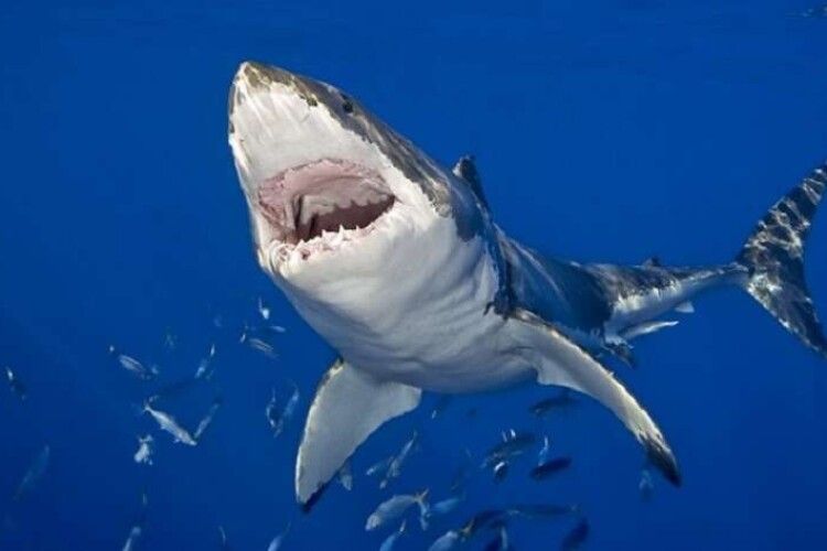 Повідомили подробиці нападу акули на українку та її сина в Єгипті