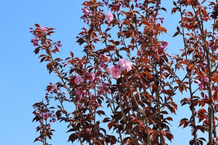 У Ковелі розпочинає квітнути алея сакур