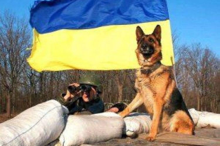 Четвероногі солдати: порахували, скільки собак на службі в ЗСУ