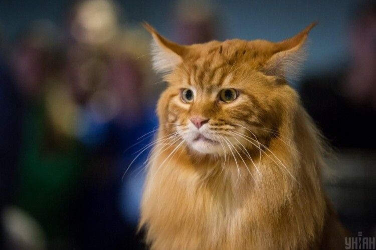 Європейський Союз заявив, що не дозволить посадити тамтешніх котів на ланцюги