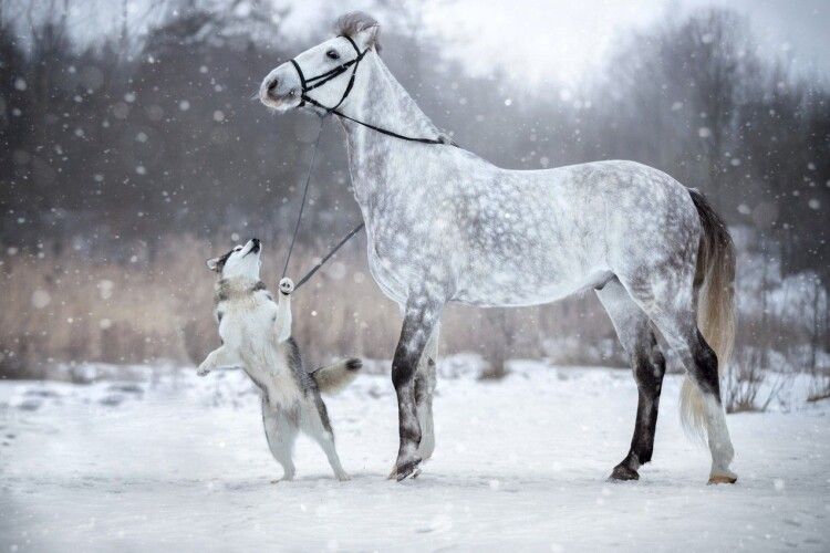 Погода на середу, 1 грудня: зима припреться на Волинь на мокруватому білому коні