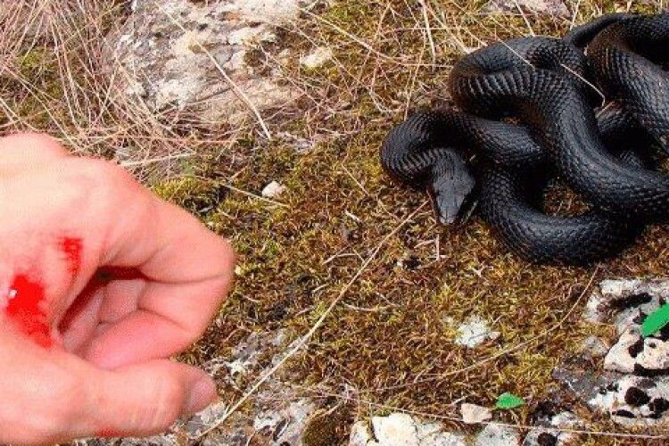 Волинянина під час збору грибів у лісі вкусила змія