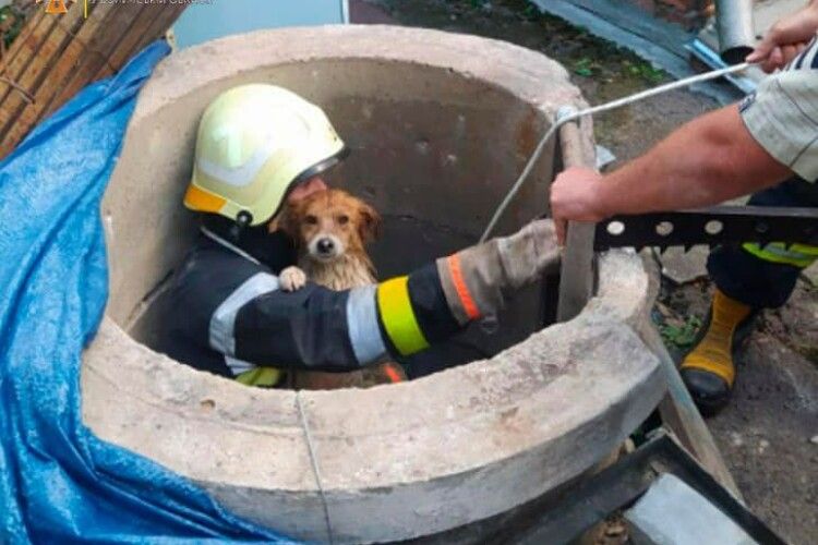 На Волині рятувальники дістали з глибокого колодязя... собаку (Фото)