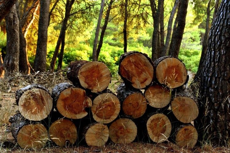 Волинянин нарізав дерев на понад 120 тисяч гривень: його судитимуть