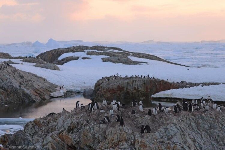 Показали, скільки пінгвінів живе біля станції «Академік Вернадський» (Фото, відео) 