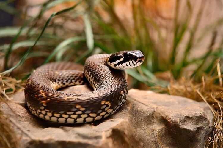 Як діяти при укусі отруйної змії: поради від МОН