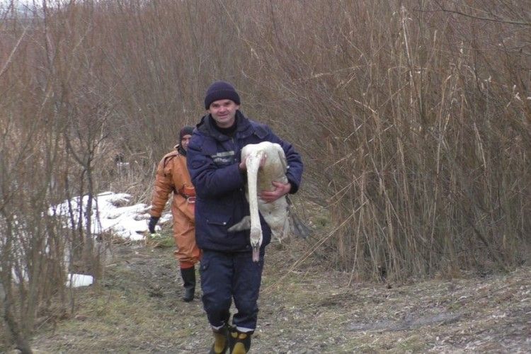 Бійці ДСНС врятували лебедя (фото)