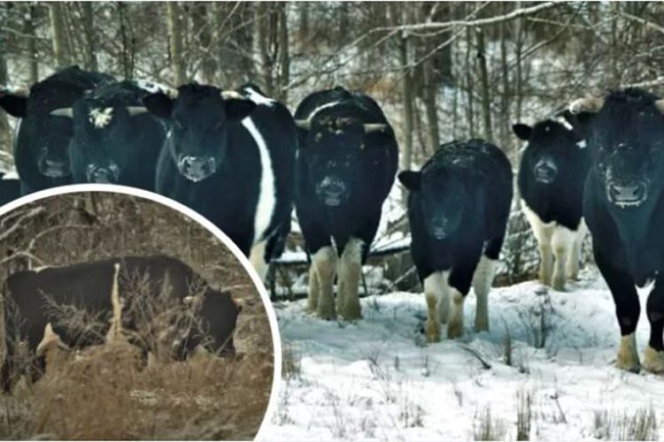 У Чорнобильській зоні живе  унікальне стадо здичавілих корів