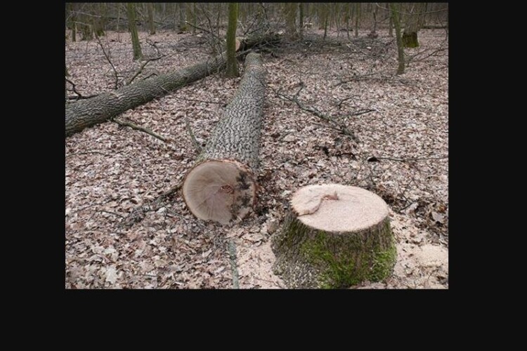 На Волині вкрали великі дуби