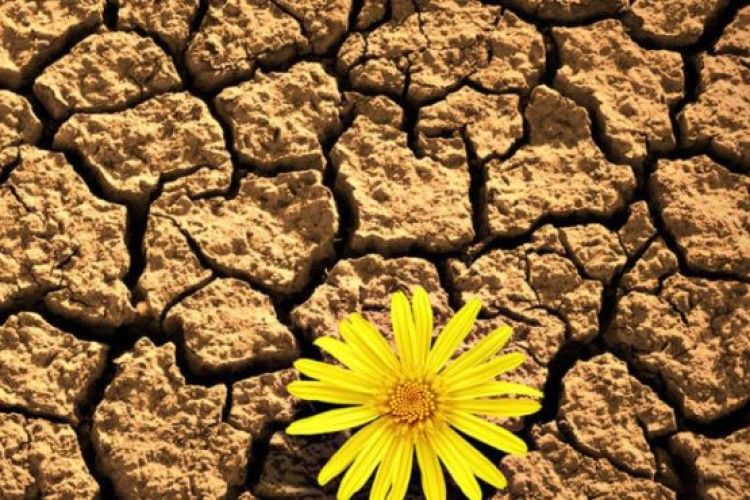 Стало відомо, скільки українських земель страждають від зневоднення