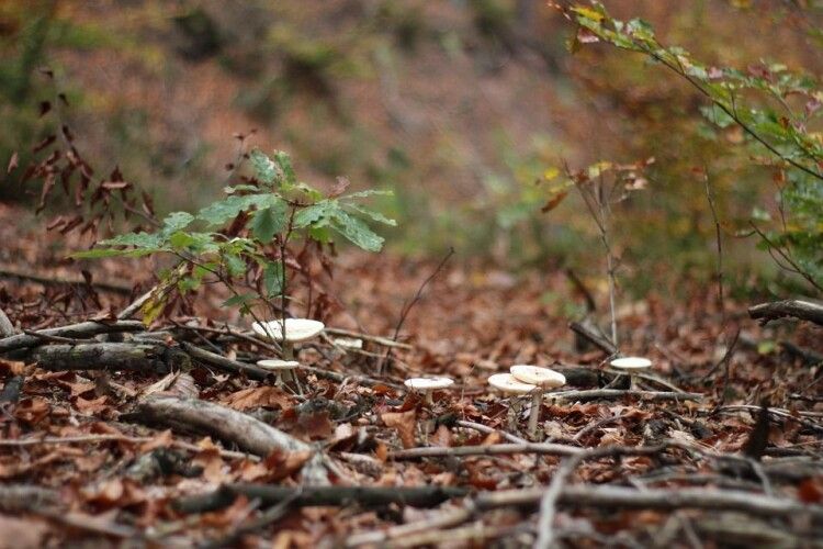 Четверо людей на Ковельщині назбирали в лісі грибів і заблукали