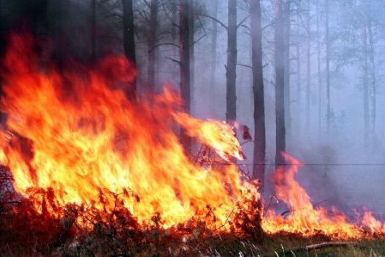 На росії пожежі: у Ростовській області палає ліс (Відео)