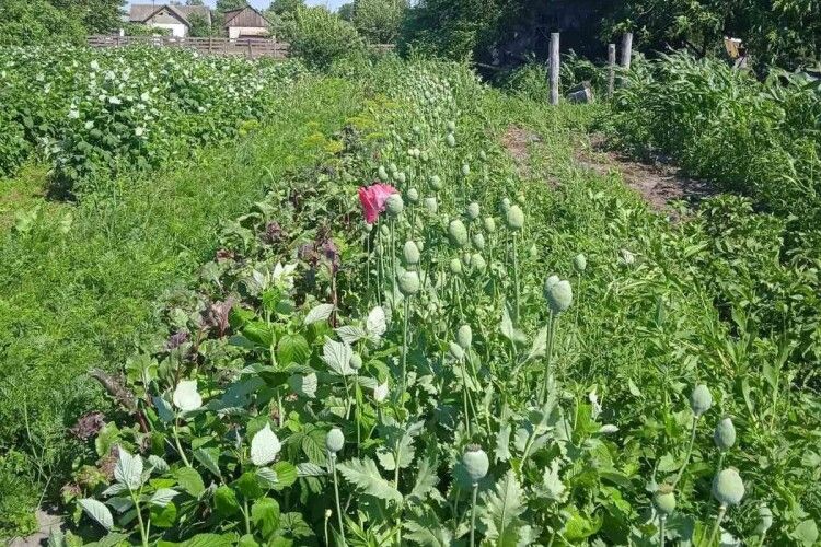 На городі у волинянки виявили 3000 кущів маку (Фото)