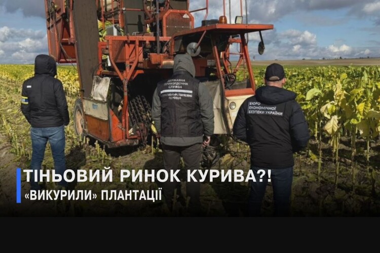 То підпільні тютюнові плантації на Волині – не зовсім підпільні?