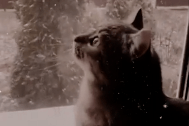 На Волині випав перший сніг: кіт-воркіт в захваті (Відео)
