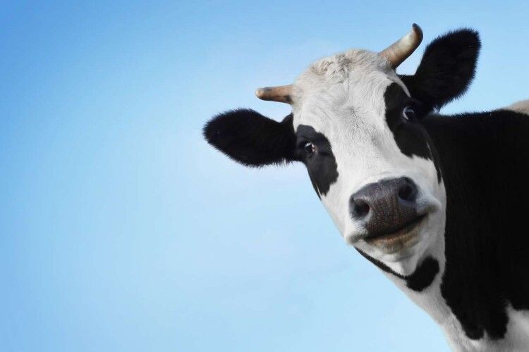 Протягом року поголів'я корів в Україні скоротилося на 117,5 тисяч