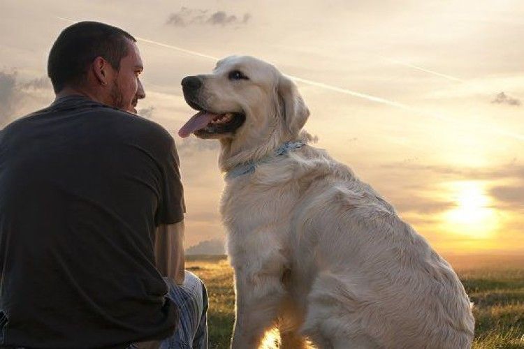 Вчені довели, що собаки вміють розрізняти людські емоції