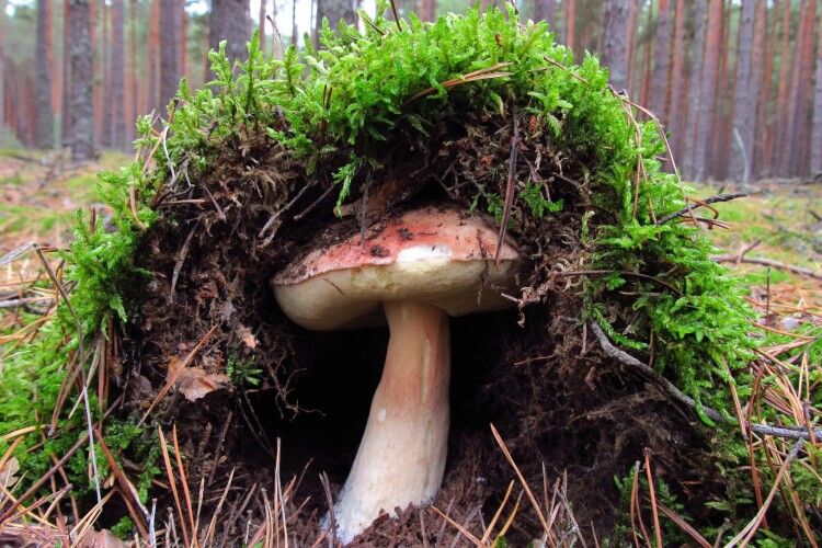Любителька тихого полювання натрапила у дрімучому лісі на «криївку» з грибом-«підпільником» (Фото)