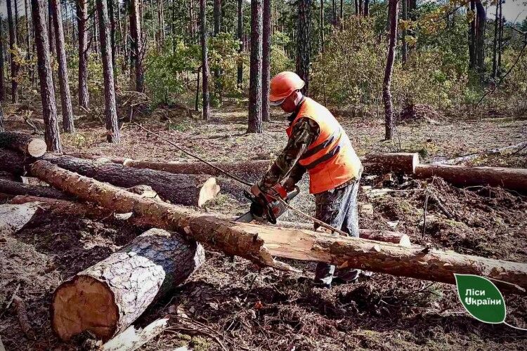 На Волині триває розробка ділянок, пошкоджених буреломами