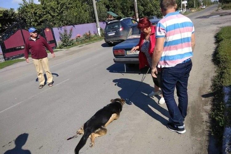 Від цього холоне кров: черговий приклад людської цинічності та беззаперечної відданості тварин (Фото)