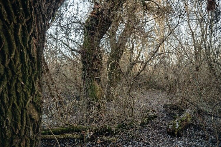 Майже 2 тисячі зрізаних дерев у Луцьку перетворять на безкоштовні дрова 