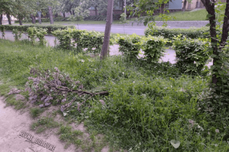 У Рівному вандали покалічили бузок