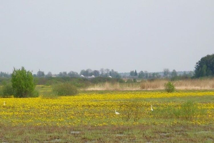 На Полісся зникають лотатеві долини