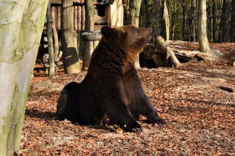 Через теплу осінь в Карпатах досі не можуть позасинати ведмеді