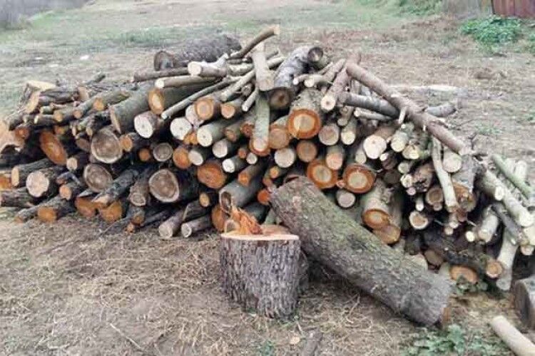 Волинянин заплатить за незаконно зрубані дрова в лісовому господарстві