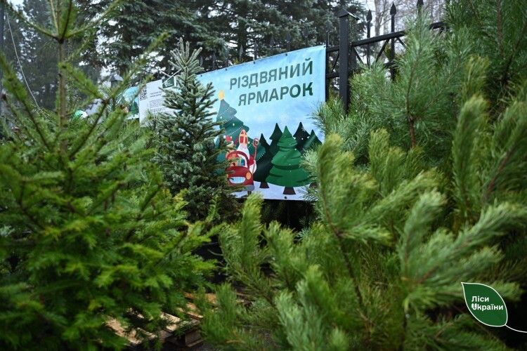 Ялинки на Волині та Рівненщині – одні з найдешевших в Україні