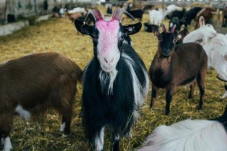 В Україні скорочується поголів'я овець та кіз