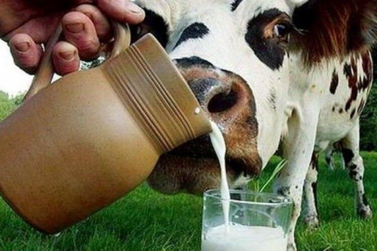 В Україні планують створити 300 молочних обслуговуючих кооперативів