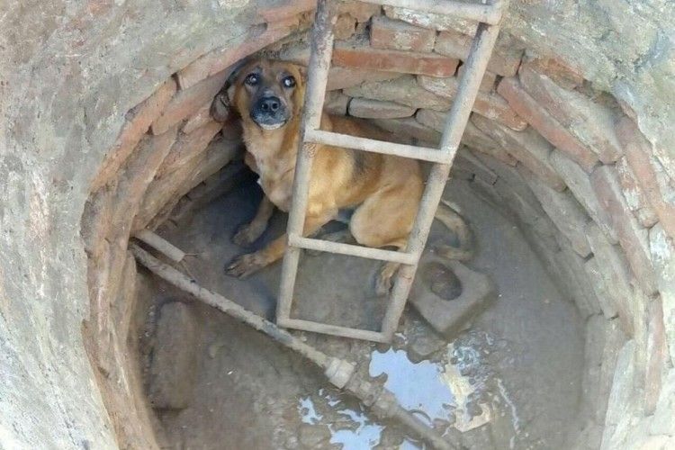 Чотирилапа драма на Барвінковій вулиці: бійцям ДСНС довелося витягати Сірка з півтораметрової ями 