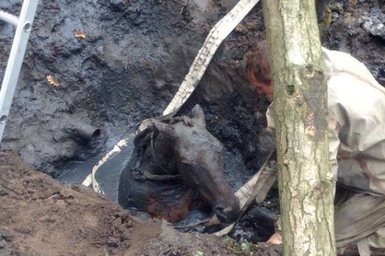 В Івано-Франківську рятувальникам довелося витягати з каналізаційного колектора коня