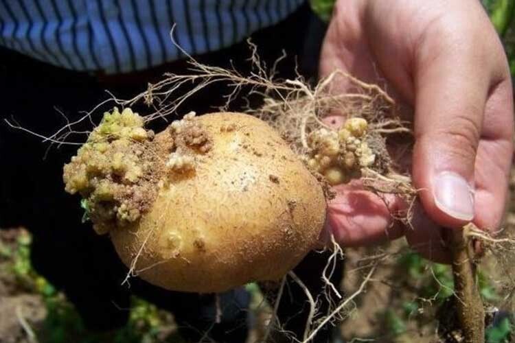 Чи можна їсти заражену раком картоплю?