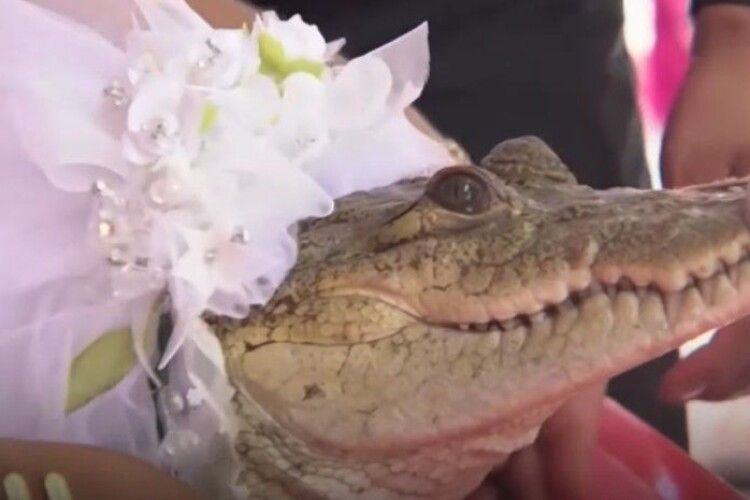 У Мексиці один із мерів узяв за дружину... крокодилицю (Відео)