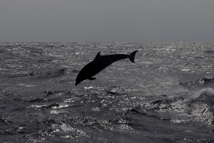 На Азовському морі відпочивальники дедалі частіше бачать дельфінів (Відео)