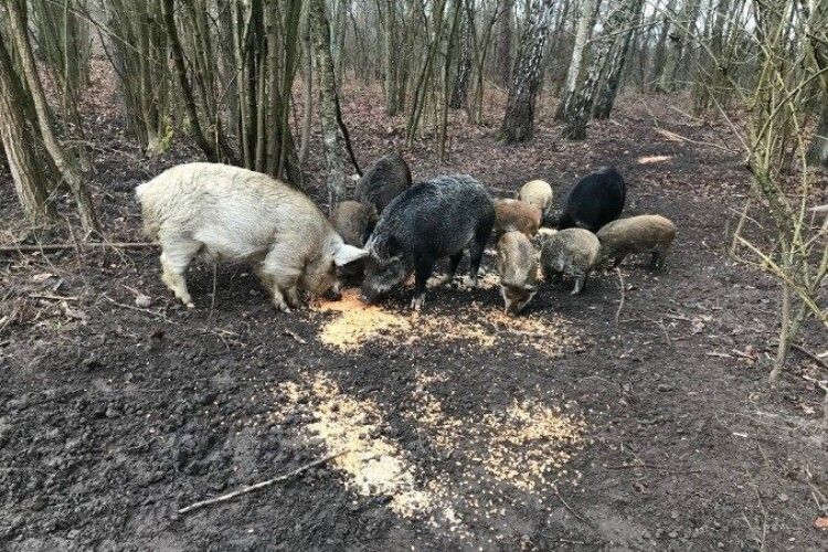 На Волині збудували новий вольєр для диких кабанів
