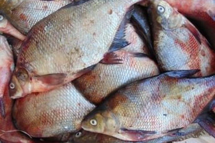 На Рівненщині злапали браконьєра, який поживився дюжиною лящів