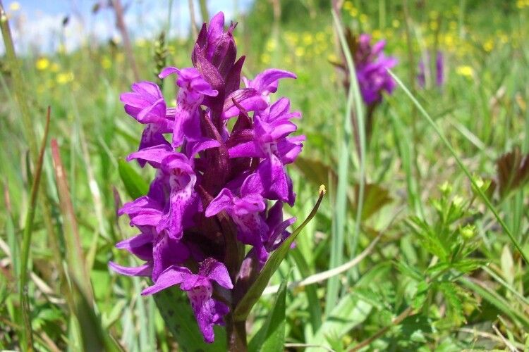 «Дикі орхідеї» Шацького нацпарку: милуватись можна, зривати – НІ!