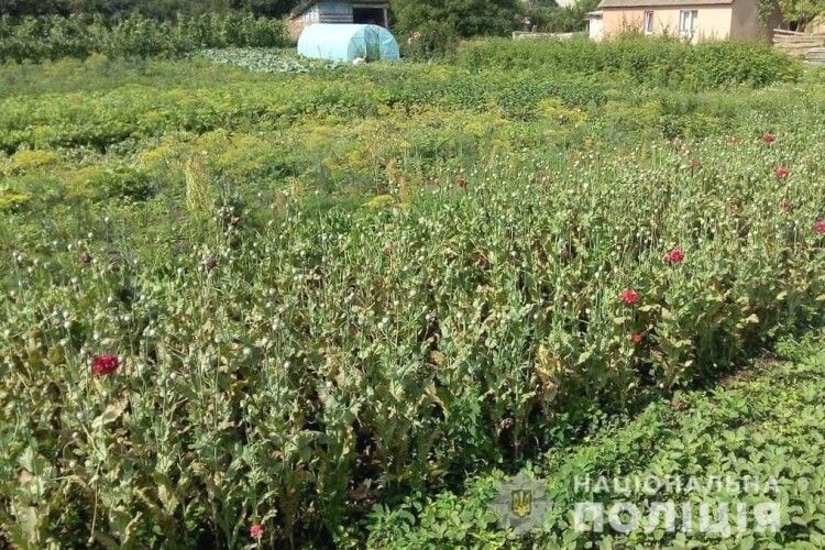 На Рівненщині поліція злапала 67-річну пенсіонерку: на городі ростила плантацію маку (Фото)