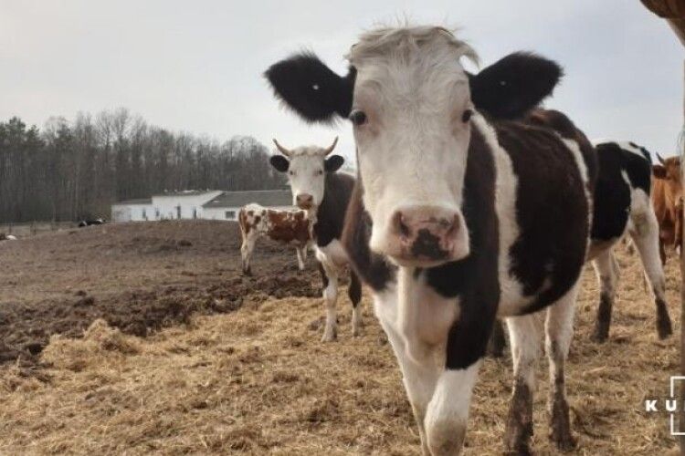 В Україні залишилося трохи більше півтора мільйона корів, а полиці магазинів продовжують ламатися від «молокопродуктів»