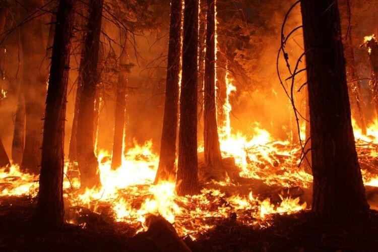 Волинянин спалив 14 гектарів лісу: його судитимуть