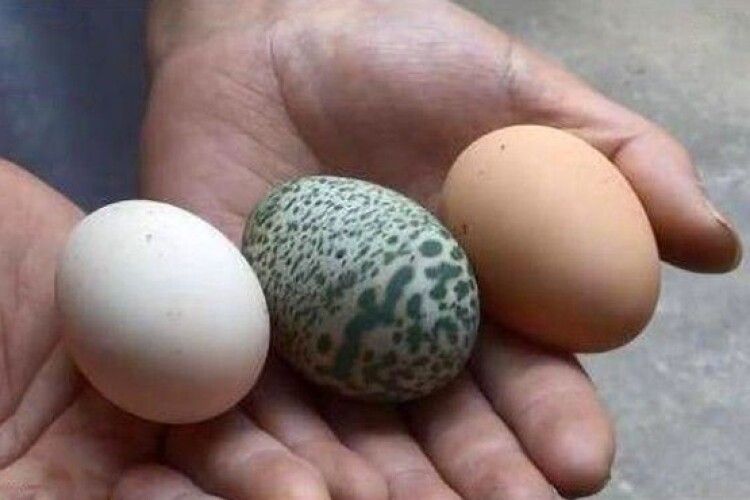 Курка знесла зелене яйце з візерунками