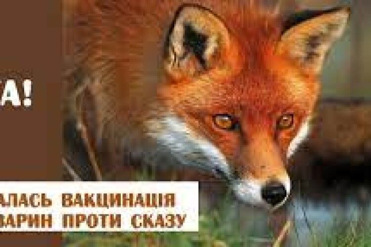 На Волині вакцину від сказу розкидатимуть з літака