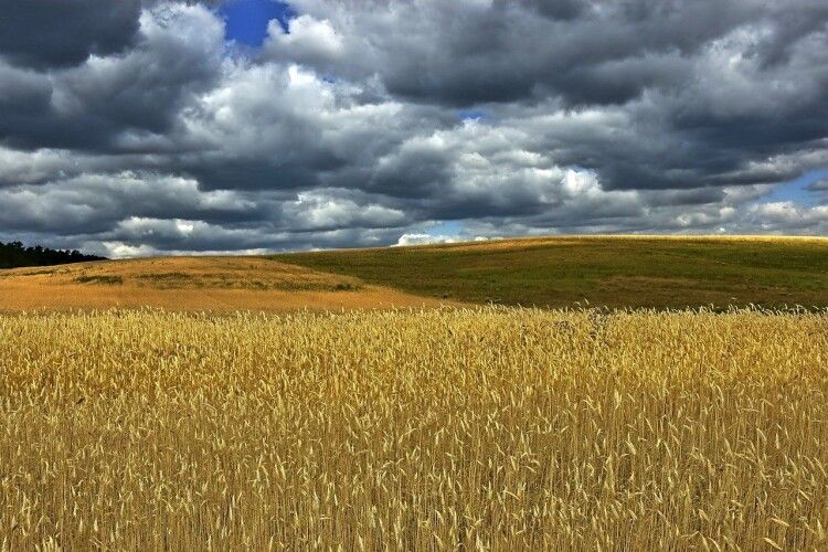 На Горохівщині - земельні розбірки між університетом і громадою