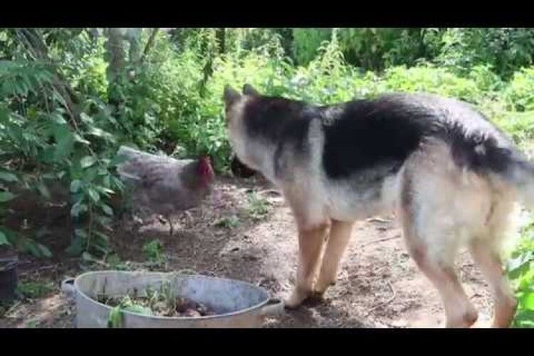У чоловіка з Іваничівського району мають конфіскувати пса, бо погриз сусідчину птицю