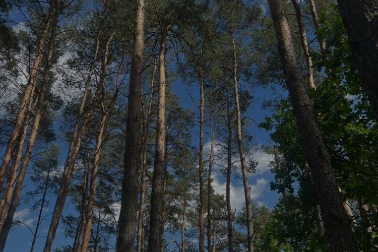 На Волині під виглядом «санітарних рубок» знищили здорові дерева 