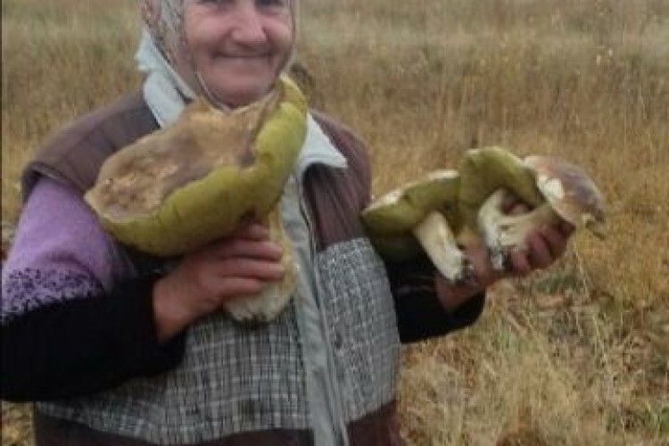 У поліській глибинці боровики ростуть під порогом